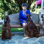 Sarah Foot sitting on the seat surrounded by Irish Setters